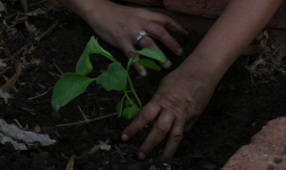 JupiterFilms-permaculture