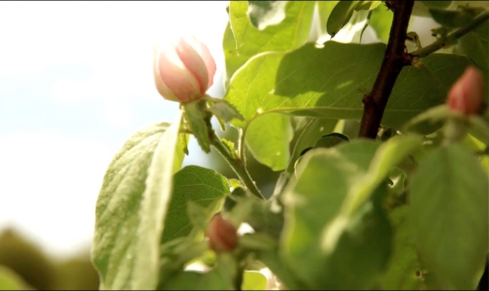 PaprecGroup-agroforesterie