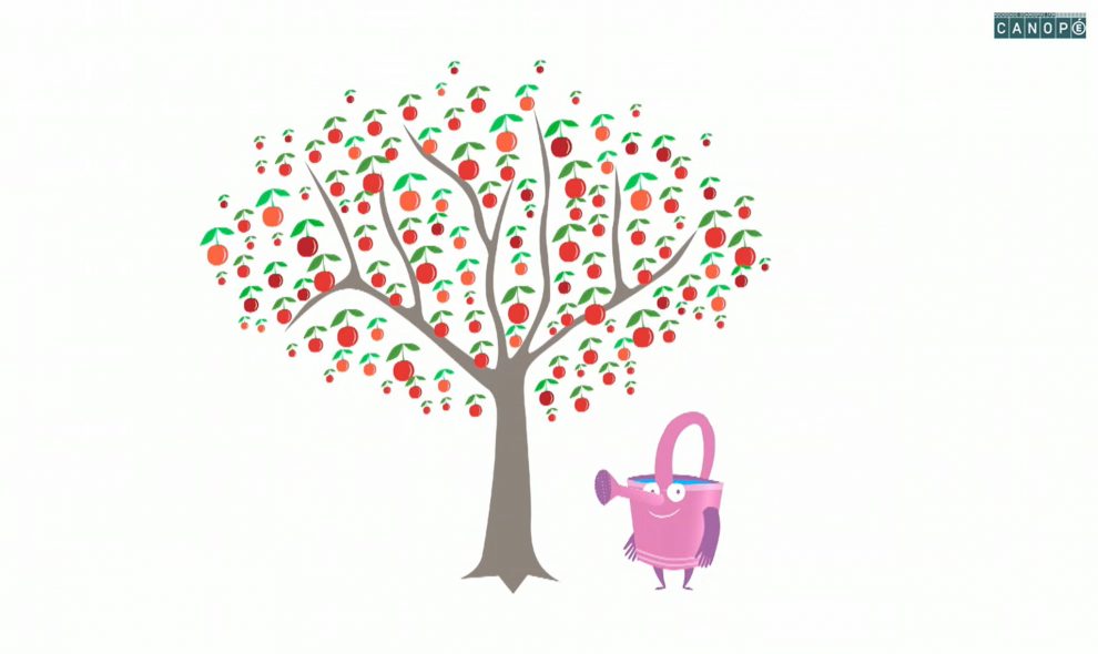 Canope-de-la-fleur-au-fruit-et-du-fruit-a-la-graine