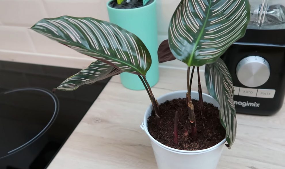 LittleCouky-comment-entretenir-plantes