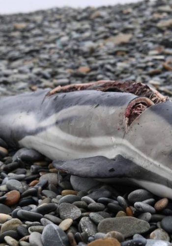 Opération Dolphin ByCatch pour stopper le massacre des dauphins par la pêche industrielle