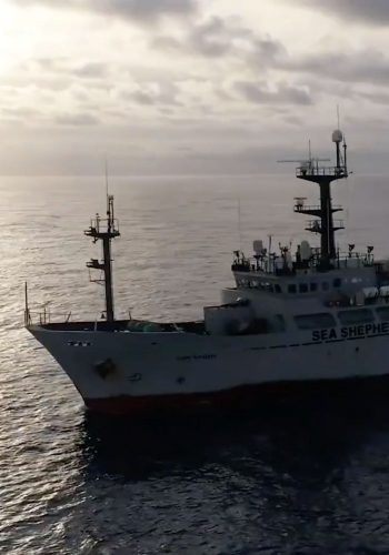 Les actions de Sea Shepherd en 2020