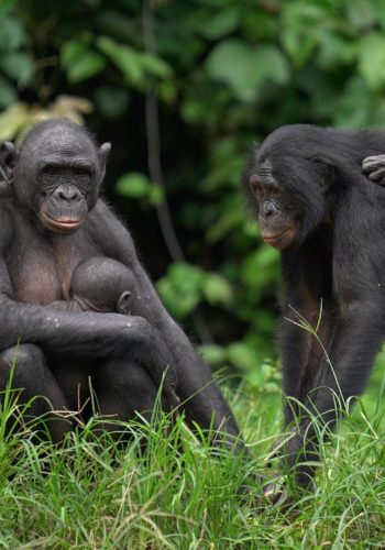 Amis des Bonobos du Congo