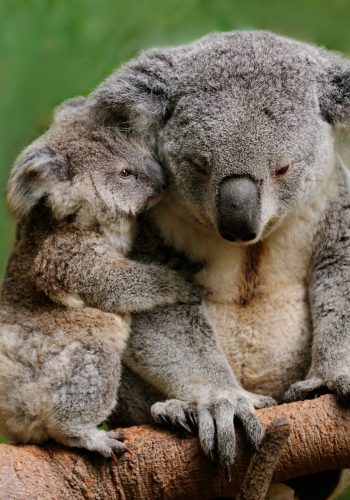 Make Australia Great Again. Comment sauver la biodiversité endémique en danger ?