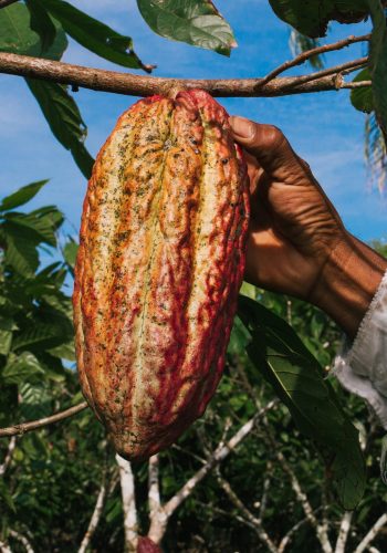 Derrière l'exploitation du Cacao, celle des hommes et de la Nature !