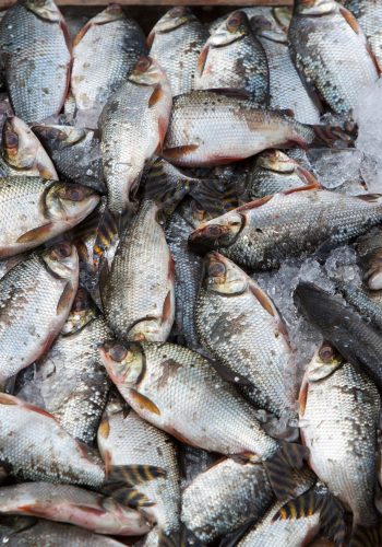 La surpêche : la cause de la baisse de la biodiversité marine