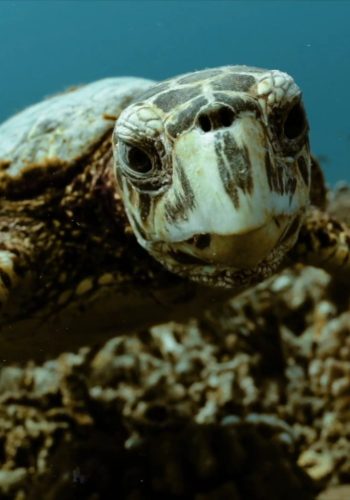Les tortues ne sont pas muettes, leurs communications sonores enregistrées | Actu de science