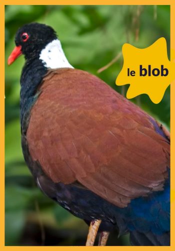 Premières images d’un oiseau réputé disparu (Nouvelle-Guinée) | Actu de science